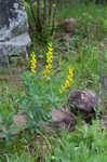 Yellow wild indigo